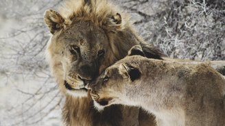 Männlicher Löwe und weibliche Löwin schauen sich in die Augen