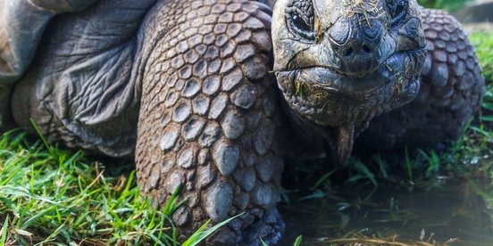 Galapagos Riesenschildkröte schau in die Kamera