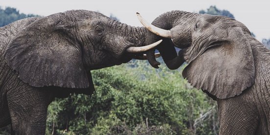 Zwei Elefanten legen ihr Rüssel übereinander