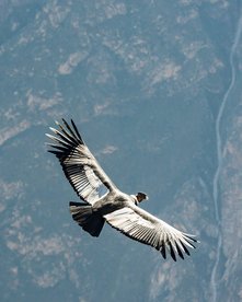 Anden-Kondor im Flug