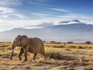 Elefant vor dem Kilimandscharo in Tansania