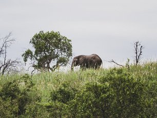 Savuti Elefant