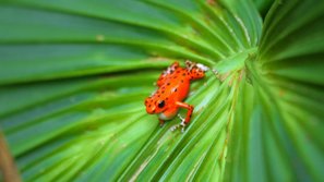 Ein Red Frog sitzt auf einem grünen Blatt