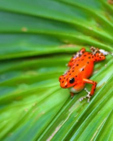 Ein Red Frog sitzt auf einem grünen Blatt