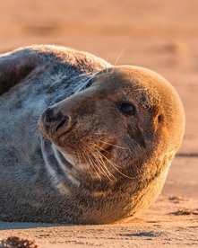 Kegelrobbe im Sonnenuntergang an einem Sandstrand