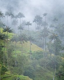 Wachspalmen im Nebel