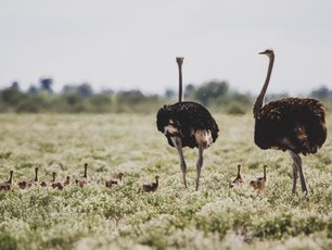 Zwei afrikanische Strauße mit Küken in Botswana