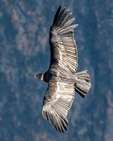 Condor im Flug