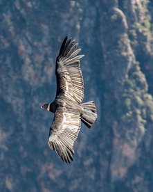 Condor im Flug