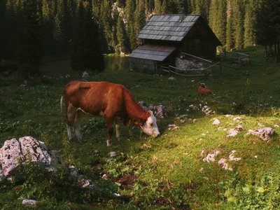 Koča na planini pri Jezeru, Slowenien