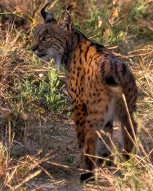 Iberischer Luchs auf Streifzug durch Wiese