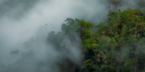 Wolkenverhangener Wald von oben fotografiert