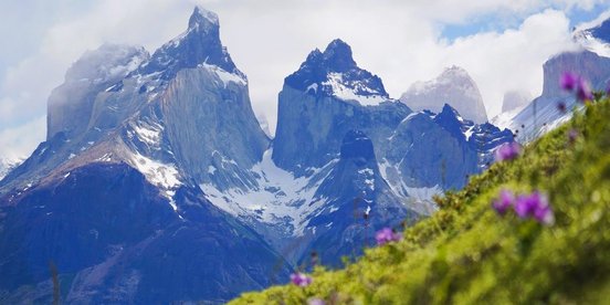 Lila Blumen auf grüner Wiese vor den mächtigen Bergen des Torres del Paine Nationalparks