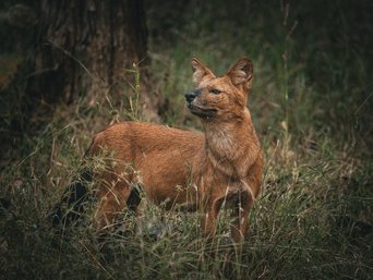 Rothund (Dhole)