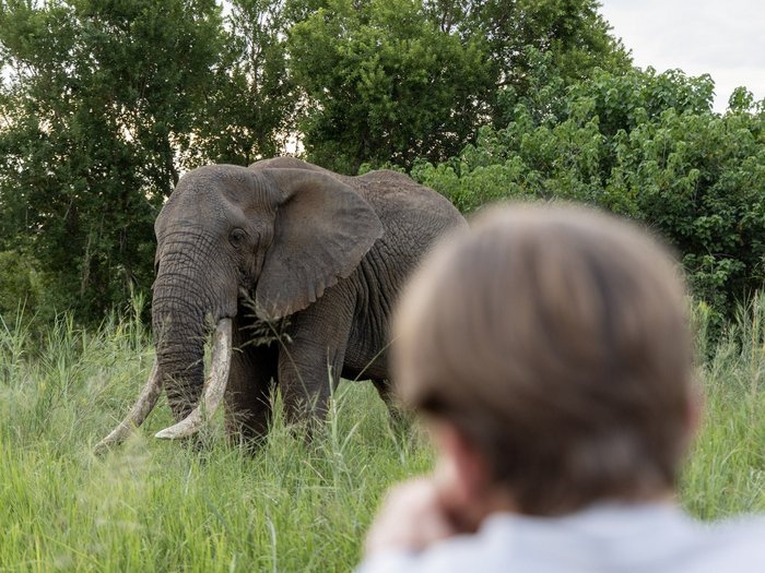 Tourist schaut Elefant an