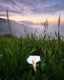 Weiße Blüte in grünem Gras