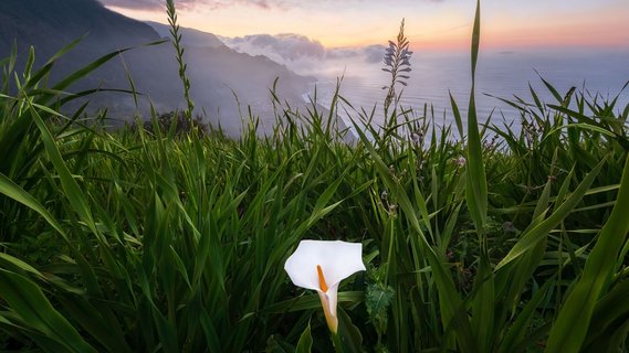 Weiße Blüte in grünem Gras