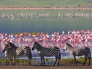 Sehr viele Zebras und Flamingos im Ngorongoro Krater