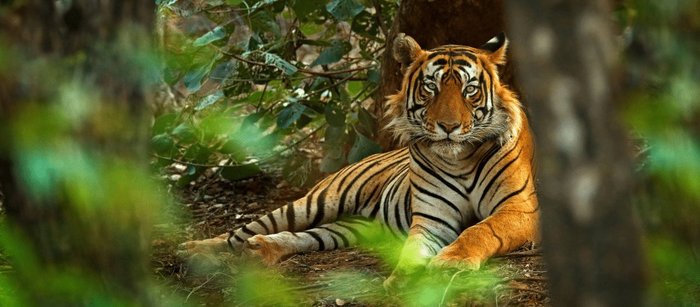Tiger liegt in Wald in Nepal