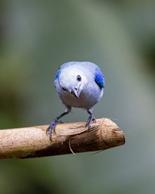 Costa Rica Reise - Fotoreise auf neuen Pfaden