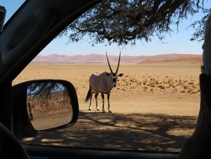 Durch das Beifahrerfenster kann man eine Oryxantilope beobachten