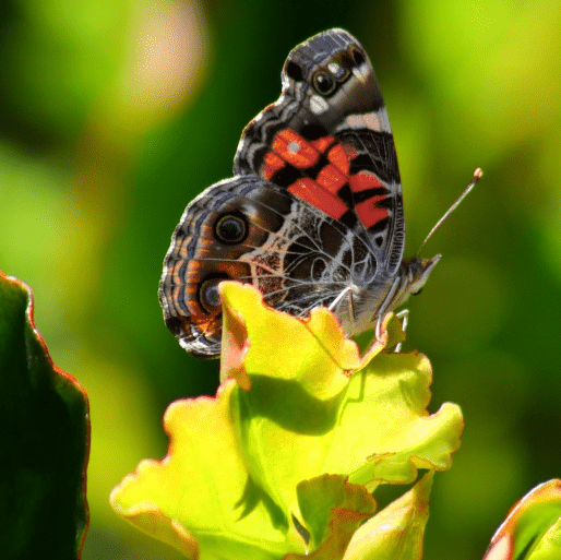 Schmetterling auf einer Pflanze