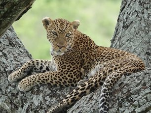 Leopard in einem Baum in Tansania