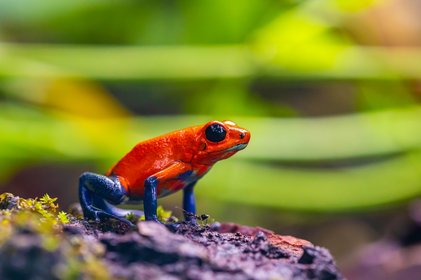 Blue-Jeans-Frog auf einem Stein