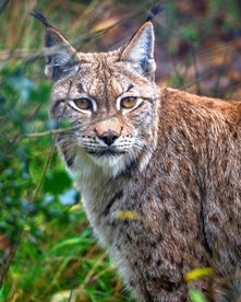 Nahaufnahme von Iberischem Luchs im Grünen, der in die Kamera schaut