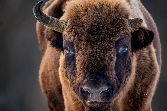 Wisent Close Up