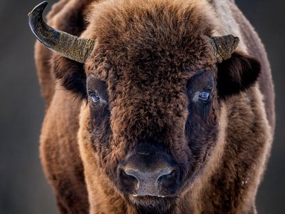 Wisent Close Up