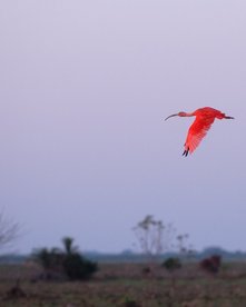 Ein rosafarbener Reiher im Sonnenuntergang