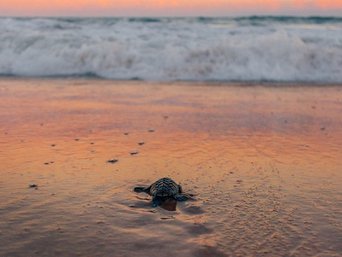 Babyschildkröte auf dem Weg ins Meer bei Sonnenuntergang