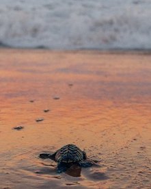 Babyschildkröte auf dem Weg ins Meer bei Sonnenuntergang