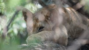 Junger Löwe schläft in einem Baum