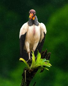 Ein majestätischer Königsgeier sitzt auf einem Ast