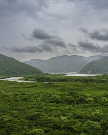 Mangrovenwald mit Fluss im Inland von Amami Oshima