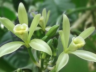 Vanille Blüte