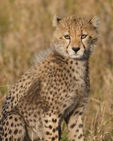 Junger Gepard sitzt auf einem Hügel