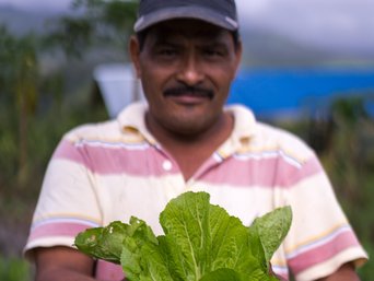 Gärtner erntet einen Salat im La Tigra Rainforest Lodge Permakulturgarten
