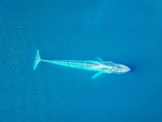 Türkisblau schimmernder Blauwal von oben