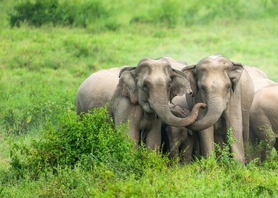 Eine Herde Elefanten im Kui Buri Nationalpark schützt ein Junges