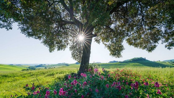 Sonnenlicht fällt durch die Blätter eines Baumes. Umrandet von grünem Gras und roten Blüten.