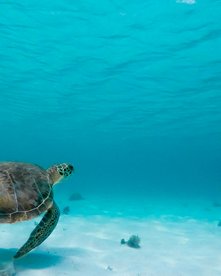 Meeresschildkröte schwimmt unter Wasser in türkisfarbenem Wasser über weißem Sand