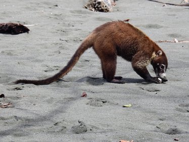 Nasenbär sucht Futter am Strand