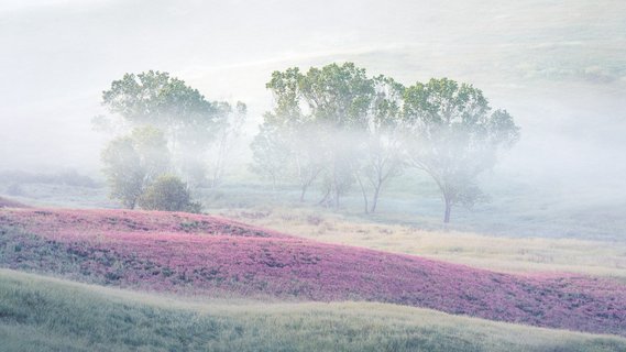 Sanfter Nebel über einem Blumenfeld und drei Bäumen