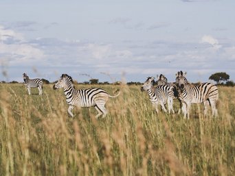 Zebraherde Makgadikgadi-Pans Nationalpark