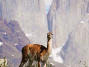 Guanaco vor den Tres Torres im Torres del Paine Nationalpark