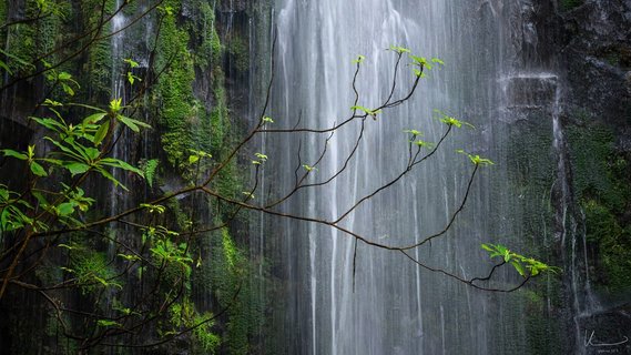 Auschnitt von einem Wasserfall in grünem Dickicht