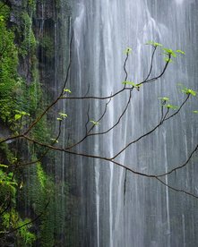 Auschnitt von einem Wasserfall in grünem Dickicht